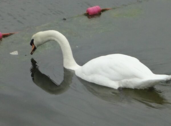 Bird Flu In Wellingborough