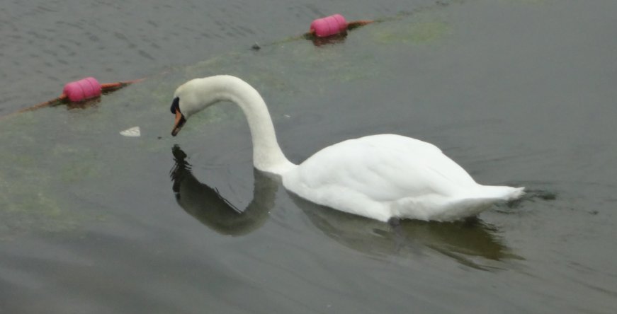 Bird Flu In Wellingborough