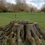 Tree Stump’s Second Life