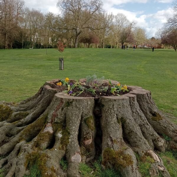 Tree Stump’s Second Life