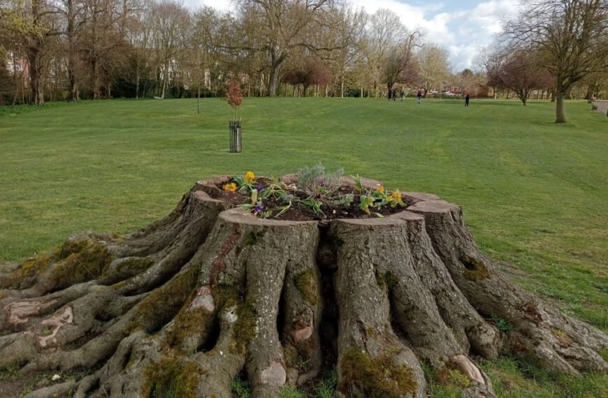 Tree Stump’s Second Life