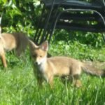 Rushden’s Foxes