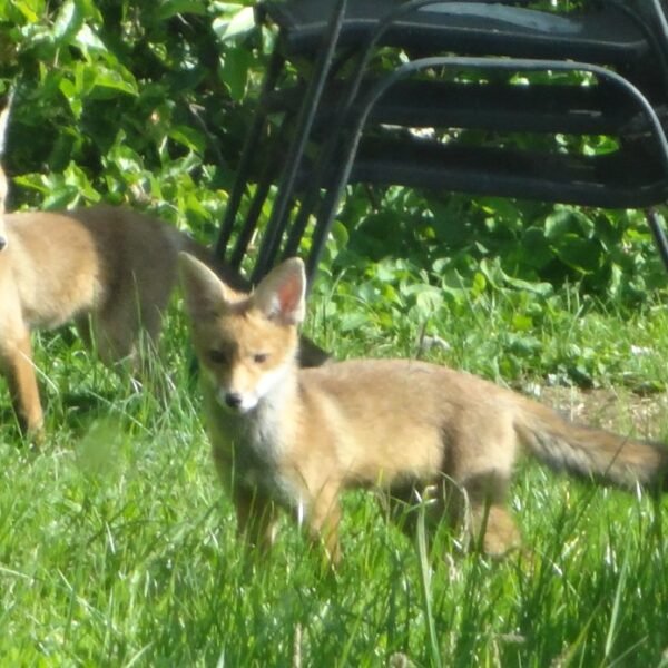 Rushden’s Foxes