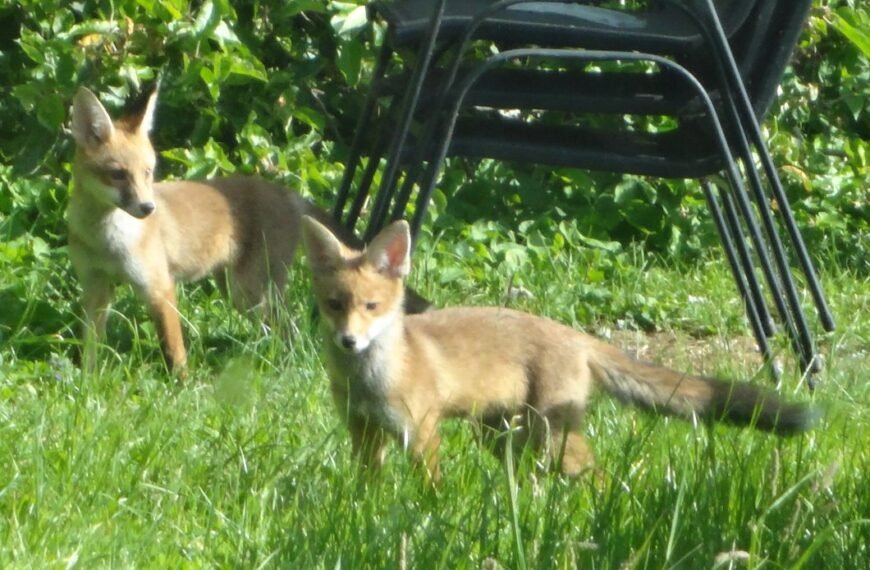 Rushden’s Foxes