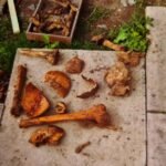 Higham’s Secret Gardens