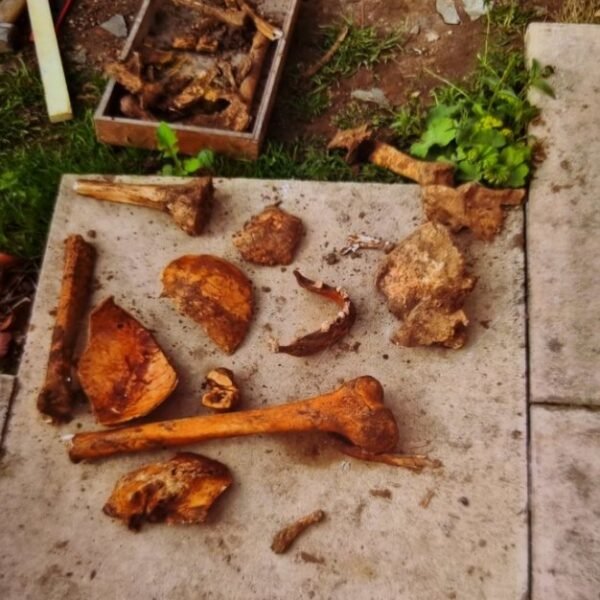 Higham’s Secret Gardens