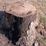More Trees Hit By Disease