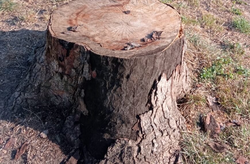 More Trees Hit By Disease