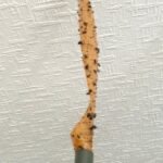 Rushden’s Fly Season
