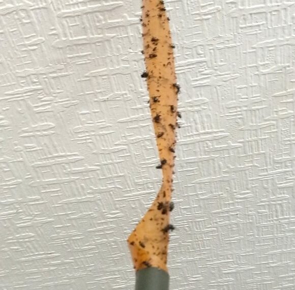 Rushden’s Fly Season