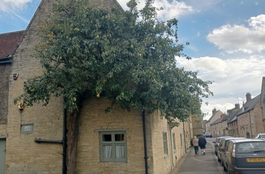 Higham’s Pear Tree